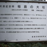 「稲島の大杉」の看板写真