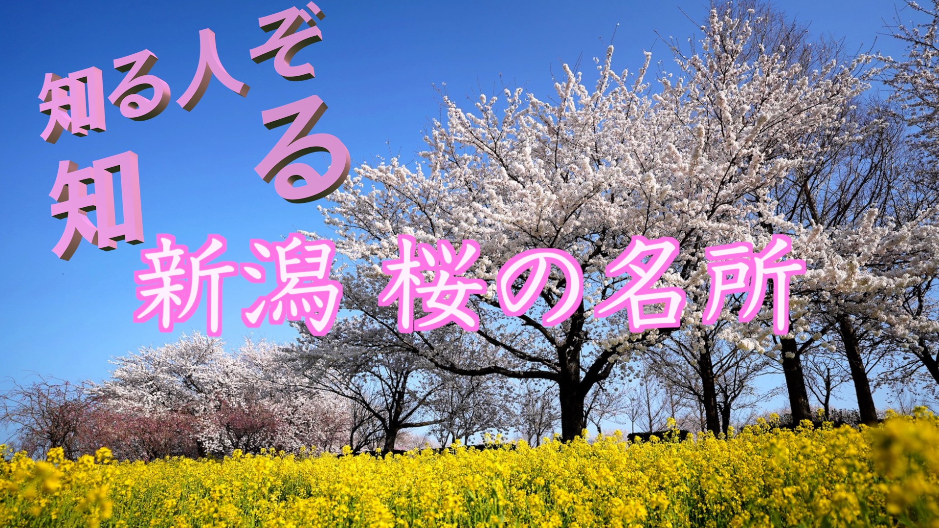 新潟 桜の名所のアイキャッチ