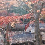 弥彦公園（紅葉時期）の写真044