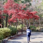 弥彦公園（紅葉時期）の写真035